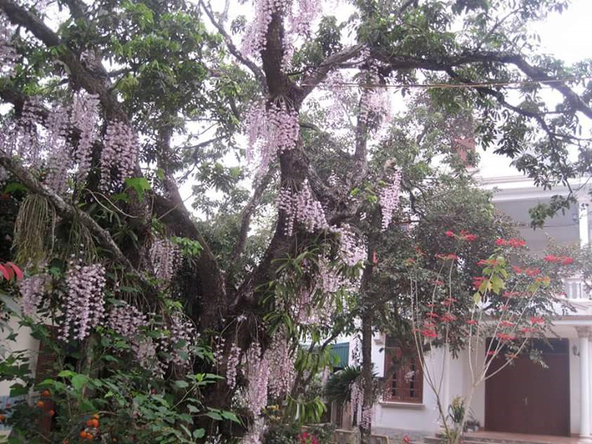 Hạc vỹ dễ trồng và ra hoa đẹp trước sân nhà